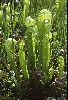 <em>Darlingtonia californica</em>